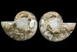 Daisy Flower Ammonite (Choffaticeras) - Madagascar #157523-1